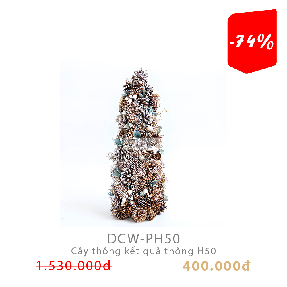 Cây thông kết quả thông H50